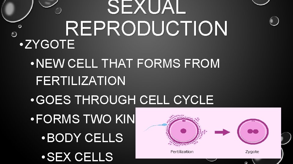 SEXUAL REPRODUCTION • ZYGOTE • NEW CELL THAT FORMS FROM FERTILIZATION • GOES THROUGH