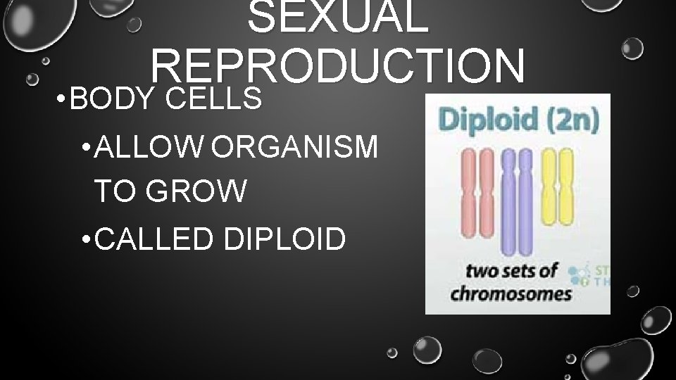 SEXUAL REPRODUCTION • BODY CELLS • ALLOW ORGANISM TO GROW • CALLED DIPLOID 