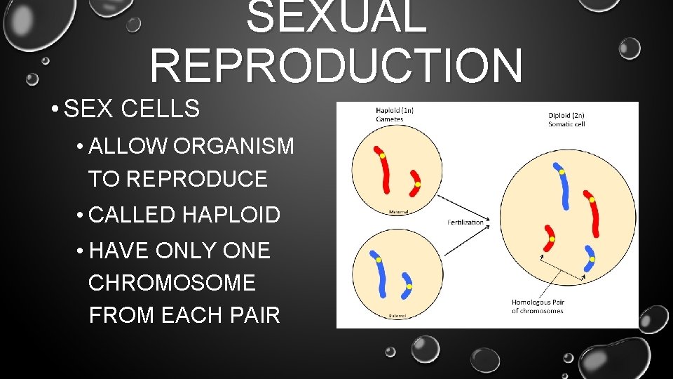 SEXUAL REPRODUCTION • SEX CELLS • ALLOW ORGANISM TO REPRODUCE • CALLED HAPLOID •