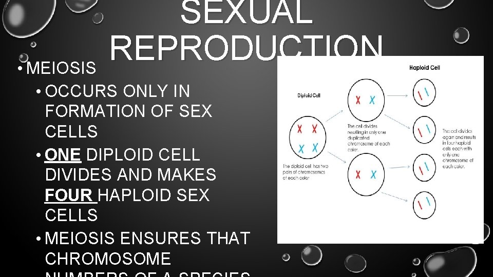 SEXUAL REPRODUCTION • MEIOSIS • OCCURS ONLY IN FORMATION OF SEX CELLS • ONE