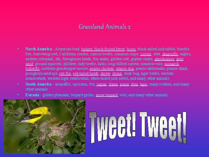 Grassland Animals 2 • • North America - American toad, badger, black-footed ferret, bison,