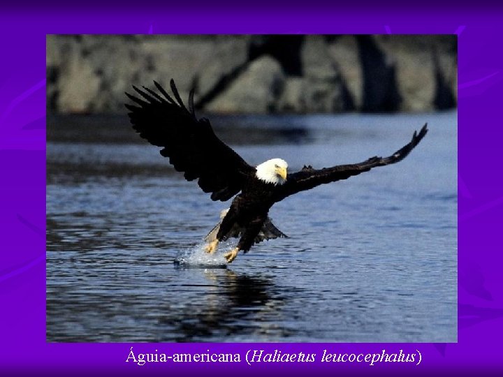 Águia-americana (Haliaetus leucocephalus) 