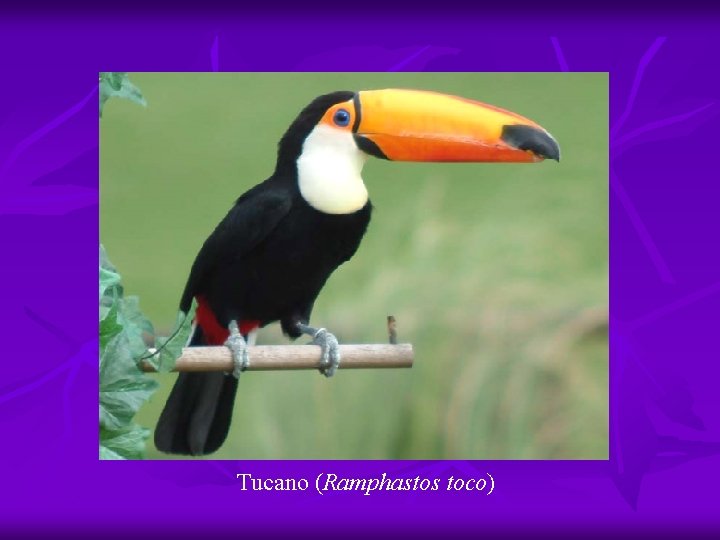 Tucano (Ramphastos toco) 