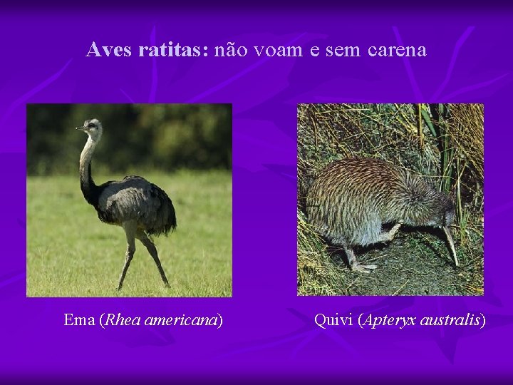 Aves ratitas: não voam e sem carena Ema (Rhea americana) Quivi (Apteryx australis) 