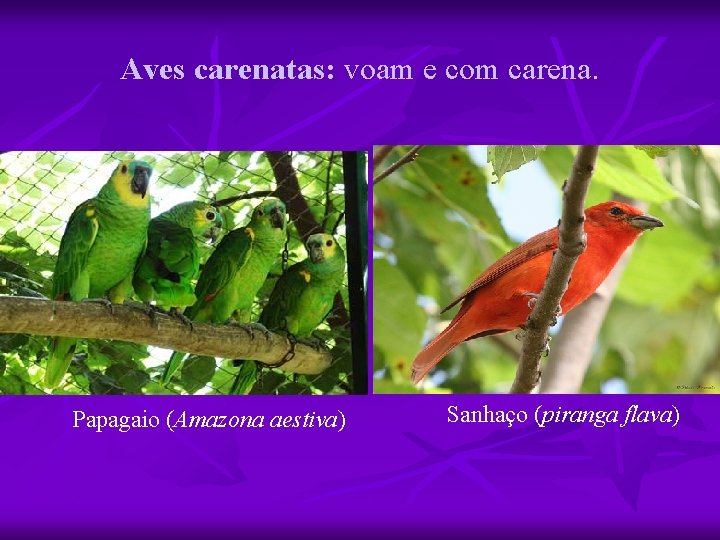 Aves carenatas: voam e com carena. Papagaio (Amazona aestiva) Sanhaço (piranga flava) 