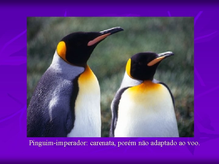 Pinguim-imperador: carenata, porém não adaptado ao voo. 