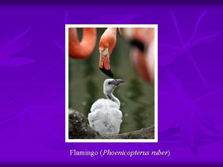 Flamingo (Phoenicopterus ruber) 