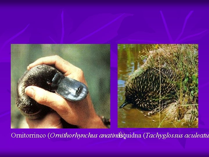 Ornitorrinco (Ornithorhynchus anatinus) Équidna (Tachyglossus aculeatus 