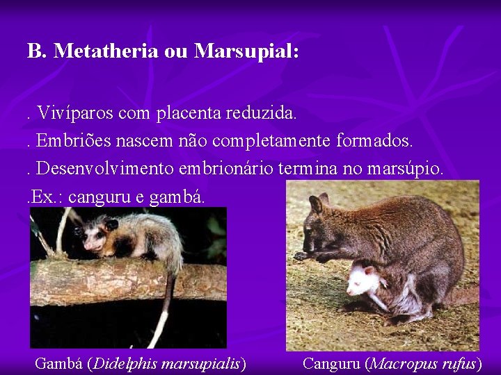 B. Metatheria ou Marsupial: . Vivíparos com placenta reduzida. . Embriões nascem não completamente