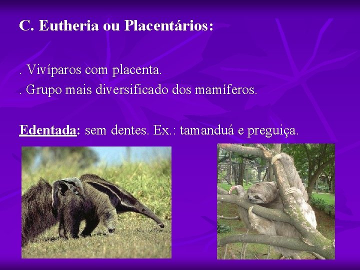 C. Eutheria ou Placentários: . Vivíparos com placenta. . Grupo mais diversificado dos mamíferos.