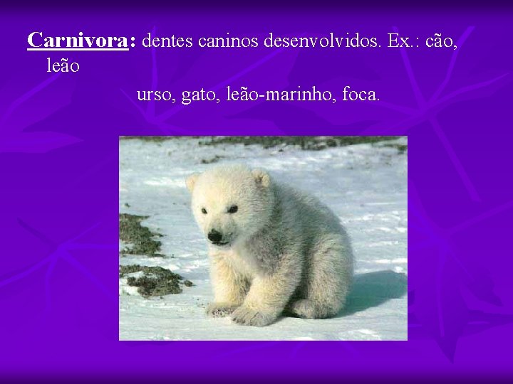 Carnivora: dentes caninos desenvolvidos. Ex. : cão, leão urso, gato, leão-marinho, foca. 