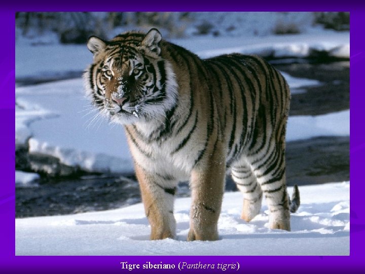 Tigre siberiano (Panthera tigris) 