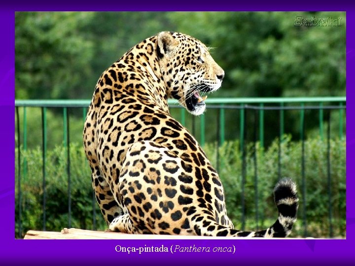 Onça-pintada (Panthera onca) 