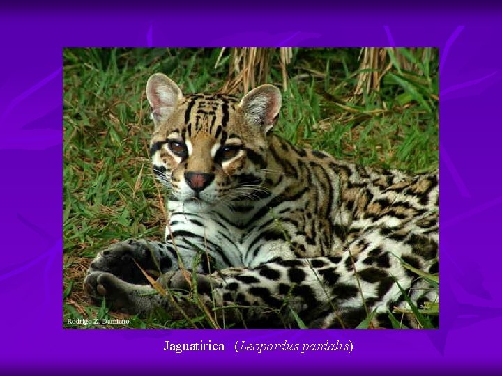 Jaguatirica (Leopardus pardalis) 