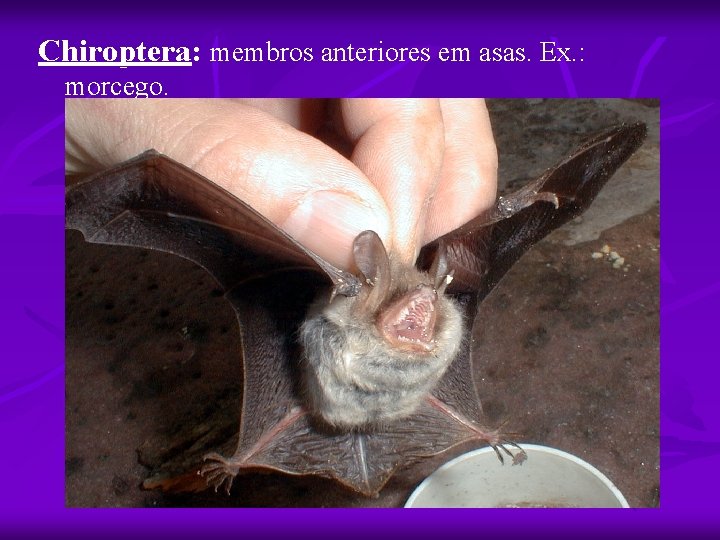 Chiroptera: membros anteriores em asas. Ex. : morcego. 