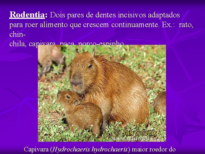 Rodentia: Dois pares de dentes incisivos adaptados para roer alimento que crescem continuamente. Ex.