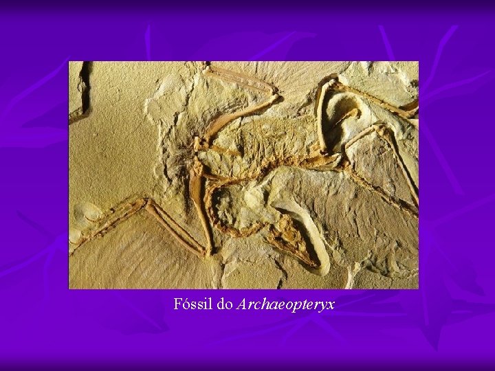 Fóssil do Archaeopteryx 