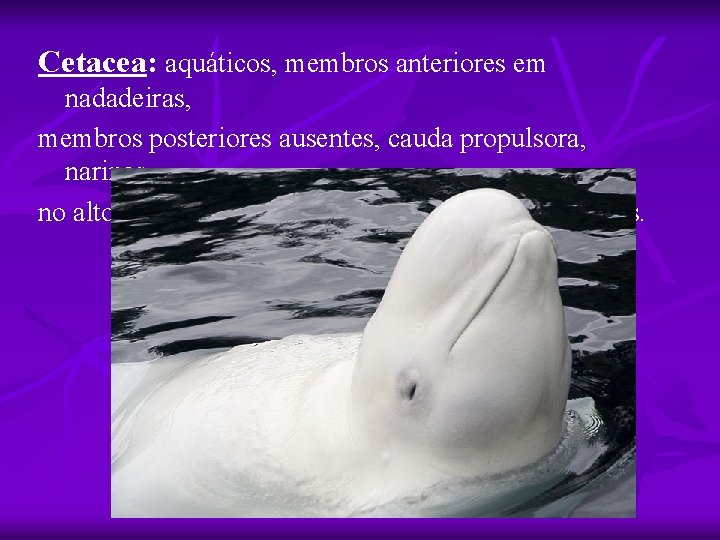 Cetacea: aquáticos, membros anteriores em nadadeiras, membros posteriores ausentes, cauda propulsora, narinas no alto