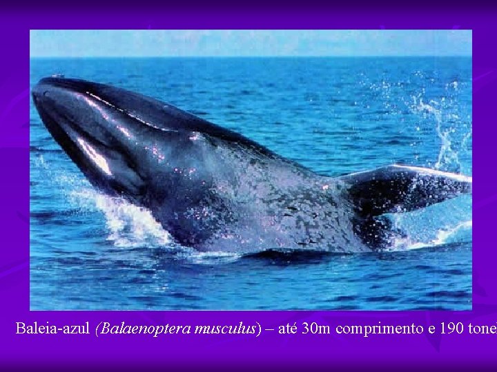 Baleia-azul (Balaenoptera musculus) – até 30 m comprimento e 190 tonel 