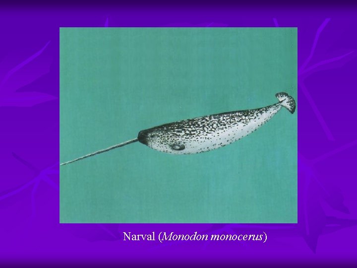 Narval (Monodon monocerus) 