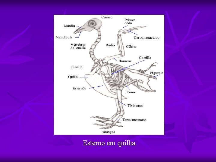 Esterno em quilha 