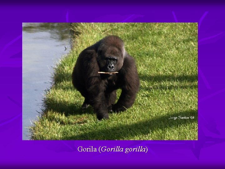 Gorila (Gorilla gorilla) 
