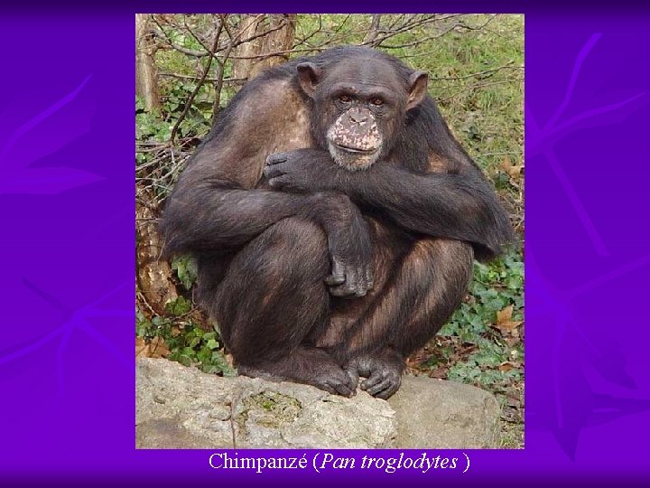 Chimpanzé (Pan troglodytes ) 