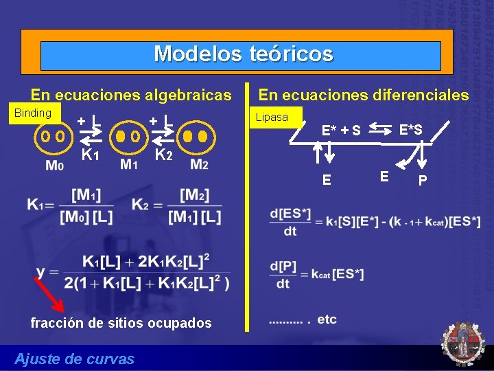 Modelos teóricos En ecuaciones algebraicas Binding +L +L K 1 K 2 En ecuaciones