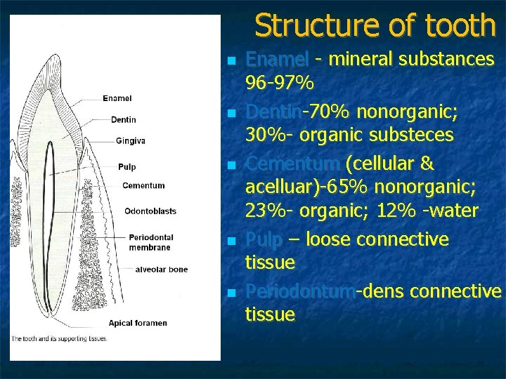 Structure of tooth Enamel - mineral substances 96 -97% Dentin-70% nonorganic; 30%- organic substeces Structure of tooth Enamel - mineral substances 96 -97% Dentin-70% nonorganic; 30%- organic substeces