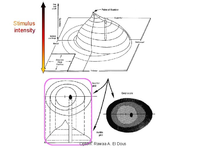 Stimulus intensity Optom. Rawaa A. El Dous 