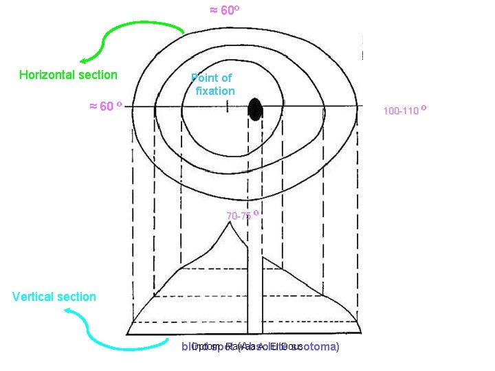 ≈ 60º Horizontal section Point of fixation ≈ 60 º 100 -110 º 70