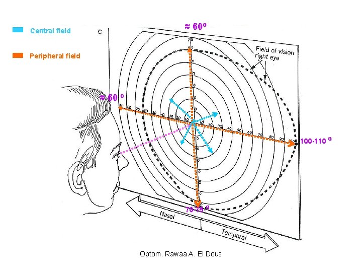 ≈ 60º Central field Peripheral field ≈ 60 º 100 -110 º 70 -75