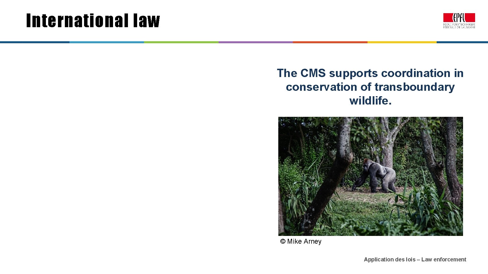International law The CMS supports coordination in conservation of transboundary wildlife. © Mike Arney