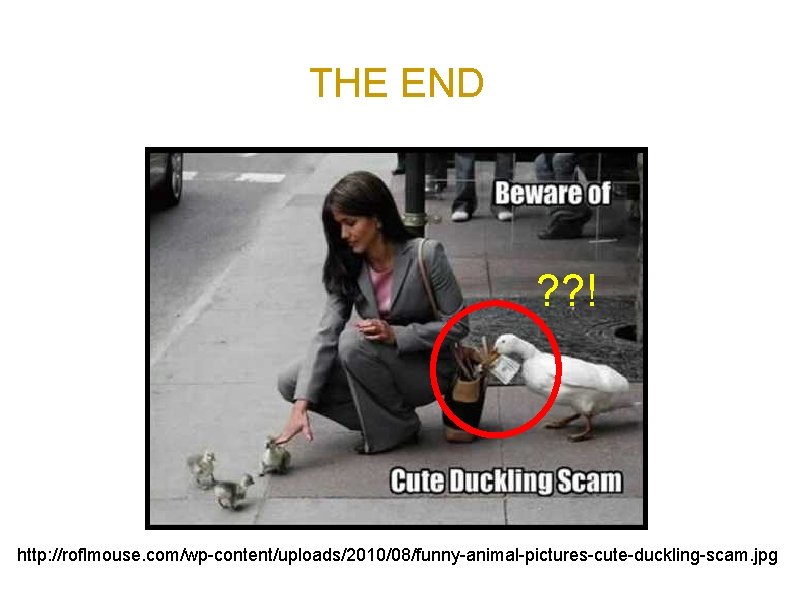 THE END ? ? ! http: //roflmouse. com/wp-content/uploads/2010/08/funny-animal-pictures-cute-duckling-scam. jpg 
