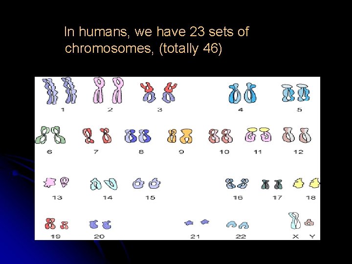 In humans, we have 23 sets of chromosomes, (totally 46) 