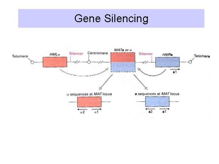 Gene Silencing 