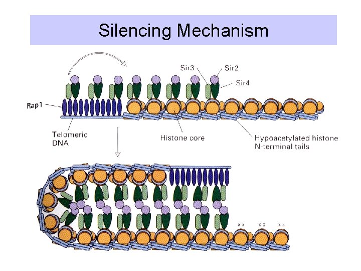 Silencing Mechanism 