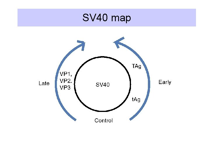 SV 40 map 