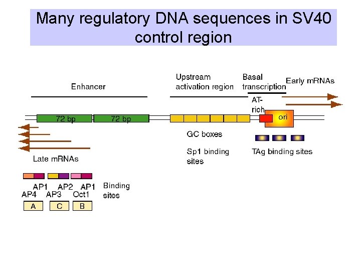 Many regulatory DNA sequences in SV 40 control region 