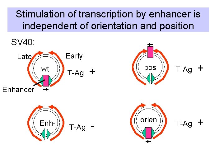 Stimulation of transcription by enhancer is independent of orientation and position SV 40: Early