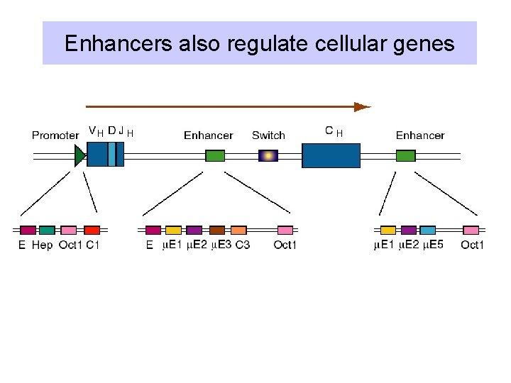 Enhancers also regulate cellular genes 