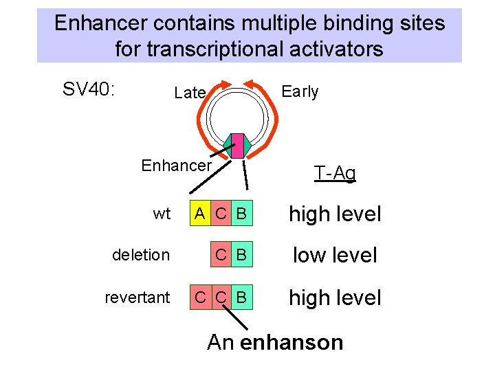 Enhancer contains multiple binding sites for transcriptional activators SV 40: Early Late Enhancer T-Ag