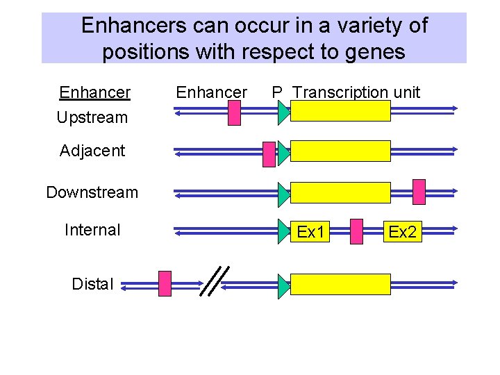 Enhancers can occur in a variety of positions with respect to genes Enhancer P