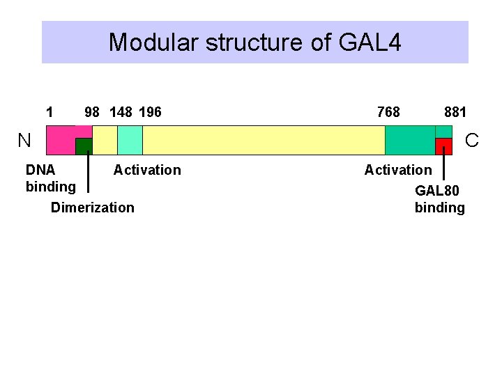 Modular structure of GAL 4 1 98 148 196 N DNA Activation binding Dimerization