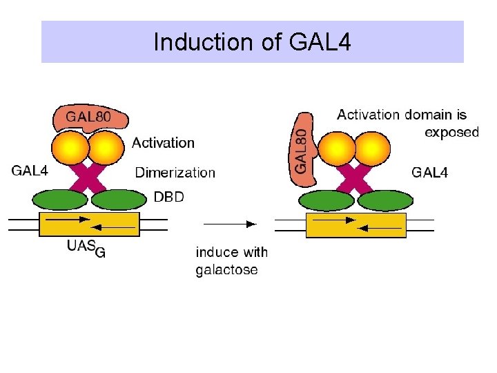 Induction of GAL 4 