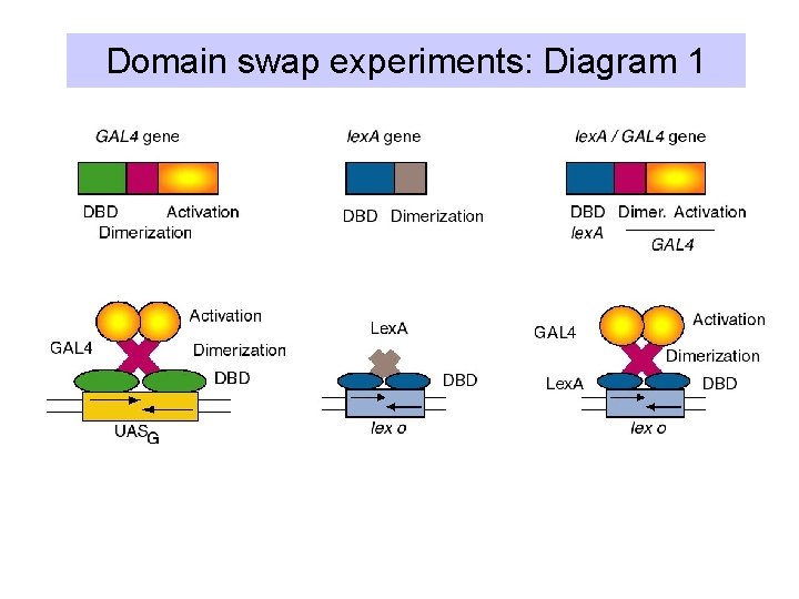 Domain swap experiments: Diagram 1 