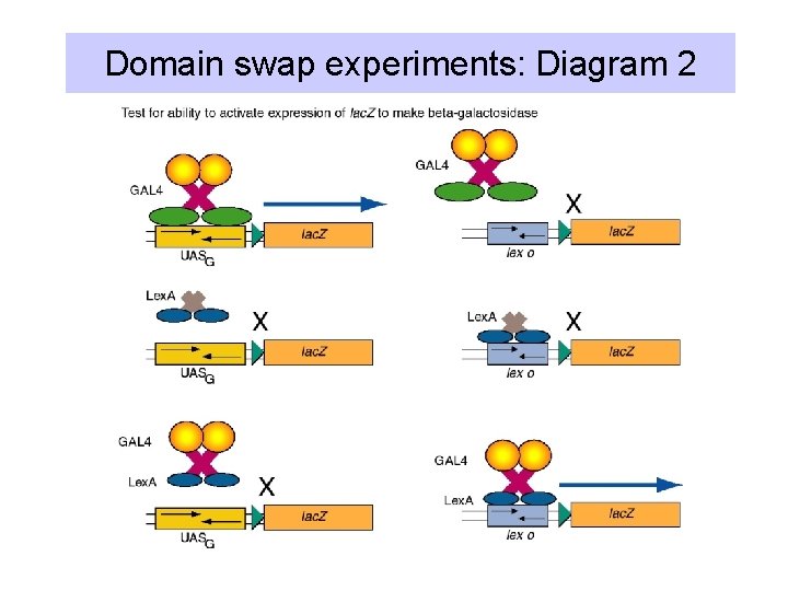 Domain swap experiments: Diagram 2 