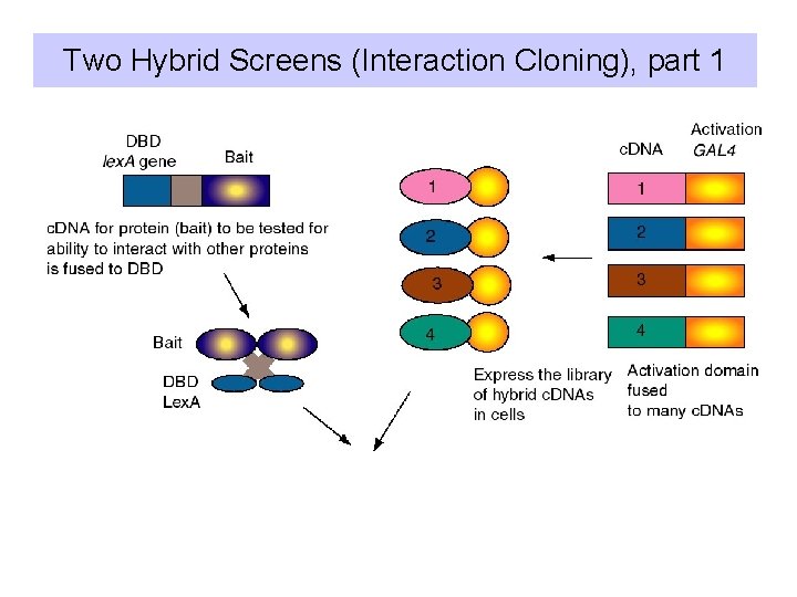 Two Hybrid Screens (Interaction Cloning), part 1 