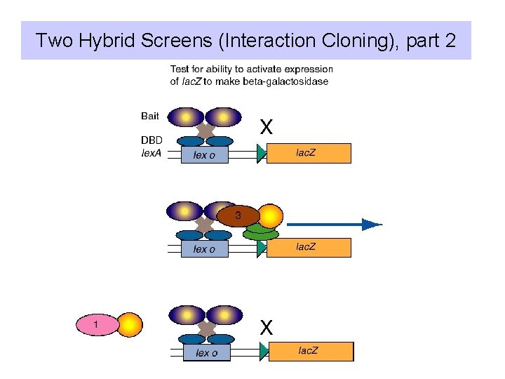 Two Hybrid Screens (Interaction Cloning), part 2 