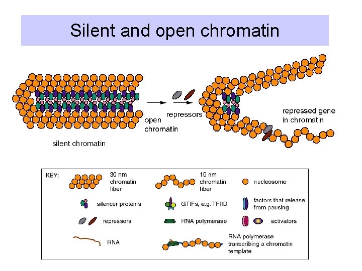 Silent and open chromatin 